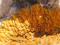 Teloschistales